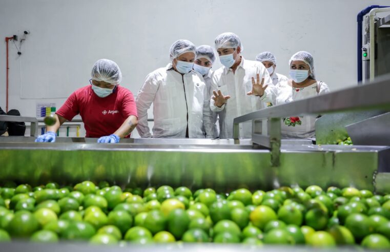 Yucatán reafirma su liderazgo nacional en la producción de limón persa