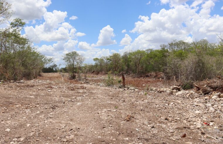 Ayuntamiento de Mérida en alerta por desmonte y lotificación en la Reserva Ecológica de Cuxtal