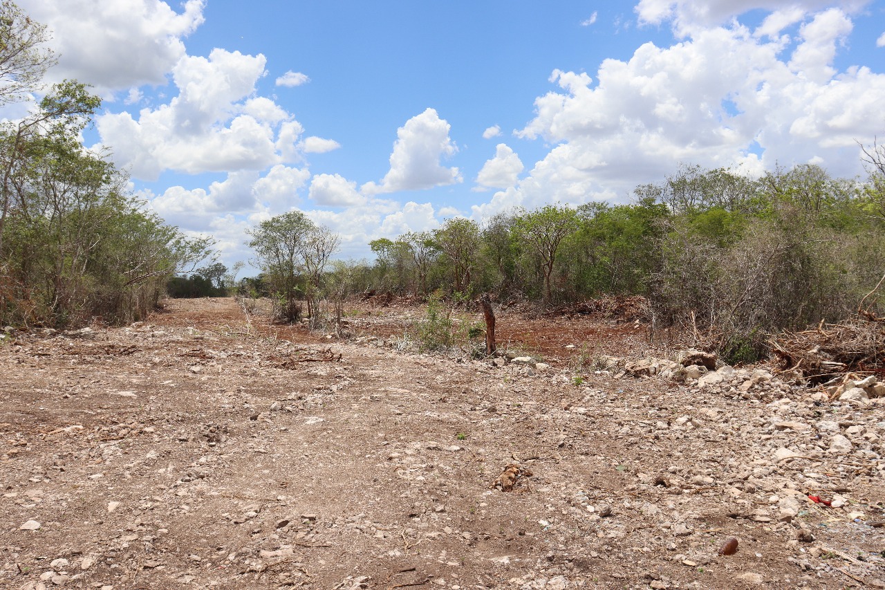 Ayuntamiento de Mérida en alerta por desmonte y lotificación en la Reserva Ecológica de Cuxtal