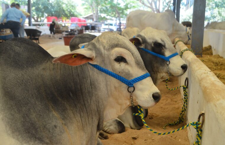 Yucatán refuerza acciones contra el gusano barrenador*