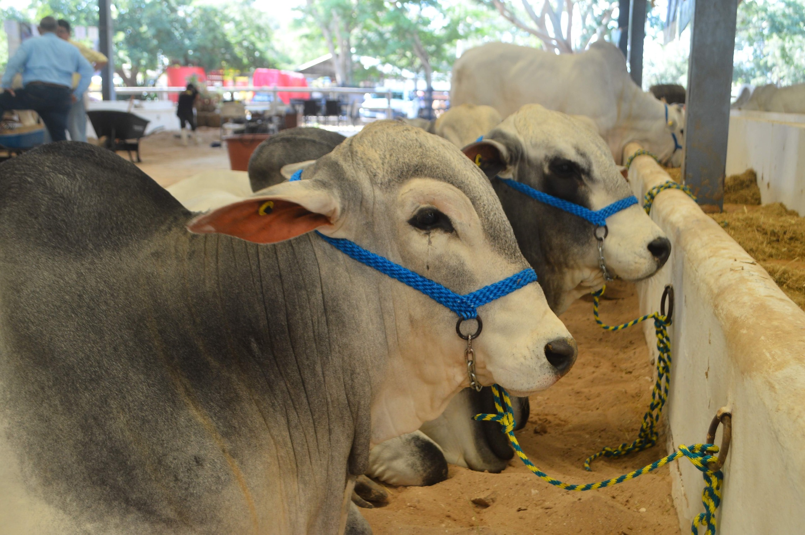 Yucatán refuerza acciones contra el gusano barrenador*