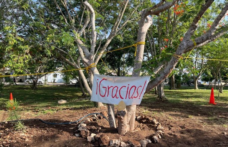 Ayuntamiento de Mérida y vecinos de Pinos del Norte se unen para salvar un flamboyán
