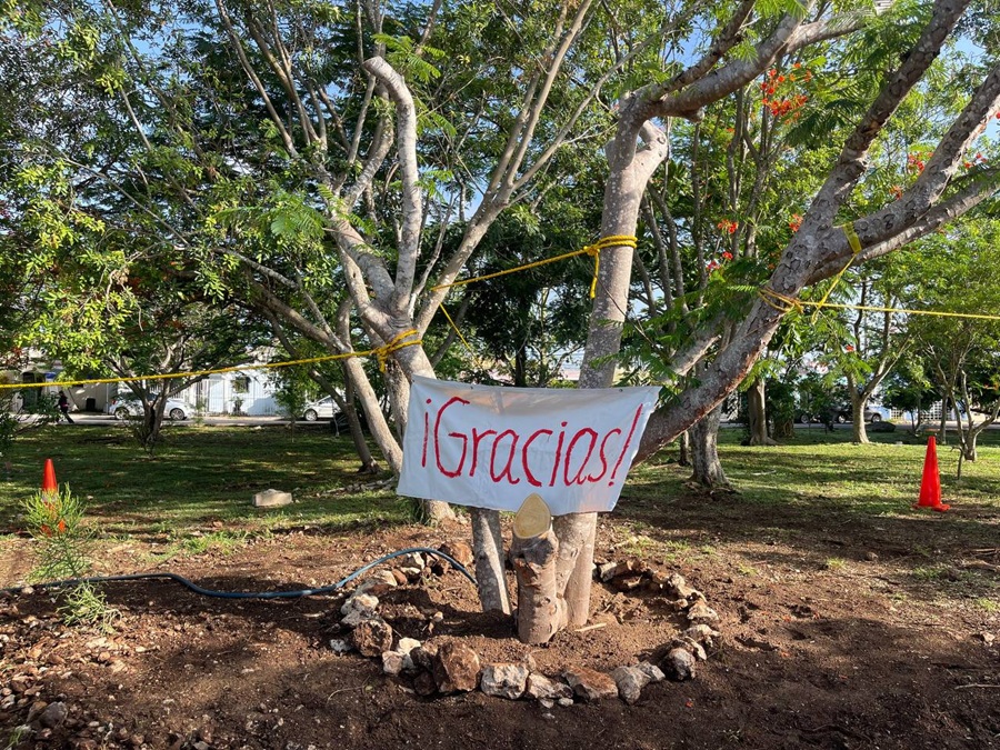 Ayuntamiento de Mérida y vecinos de Pinos del Norte se unen para salvar un flamboyán