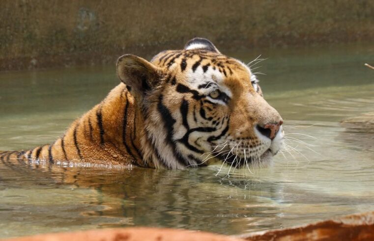 El tigre Richard disfruta del nuevo espacio en Animaya