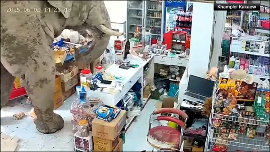 Elefante come de todo en una tienda y se va “sin pagar” la cuenta