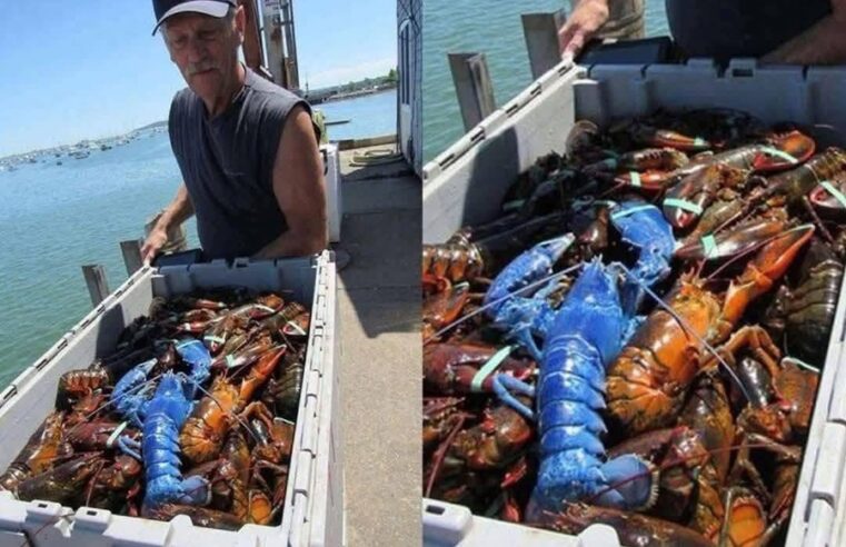 Pescador atrapa una langosta azul: un fenómeno natural tan raro como espectacular