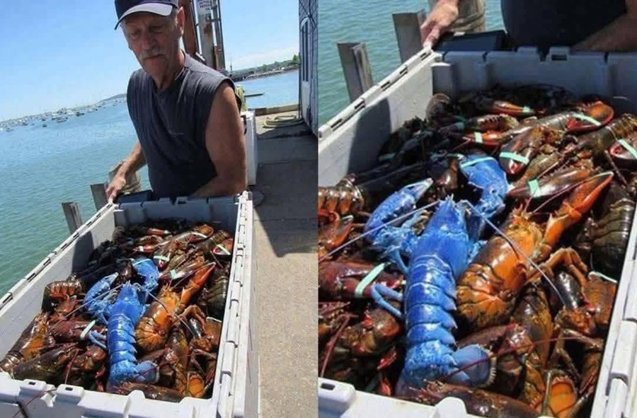 Pescador atrapa una langosta azul: un fenómeno natural tan raro como espectacular