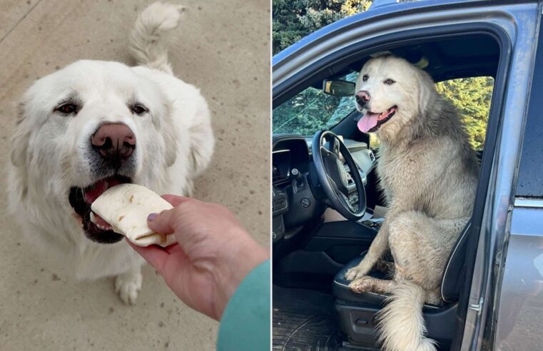 Perro escapa de casa y camina 8 kilómetros para comer burritos