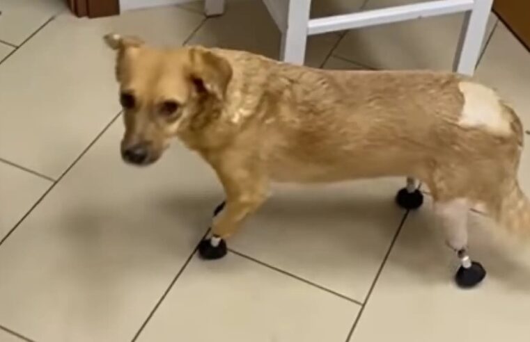 Científicos rusos convierten en biónica a una perra callejera con las patas amputadas