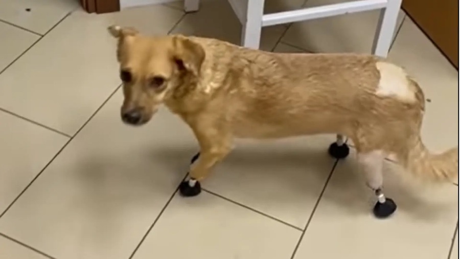 Científicos rusos convierten en biónica a una perra callejera con las patas amputadas