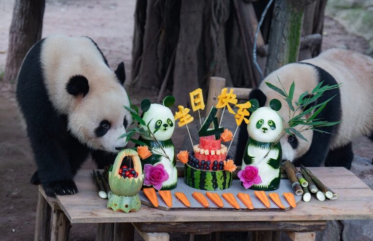 Con un pastel de frutas, pandas gemelos celebran que cumplen cuatro años
