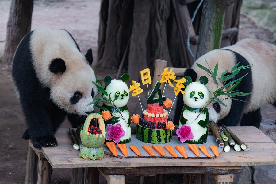 Con un pastel de frutas, pandas gemelos celebran que cumplen cuatro años