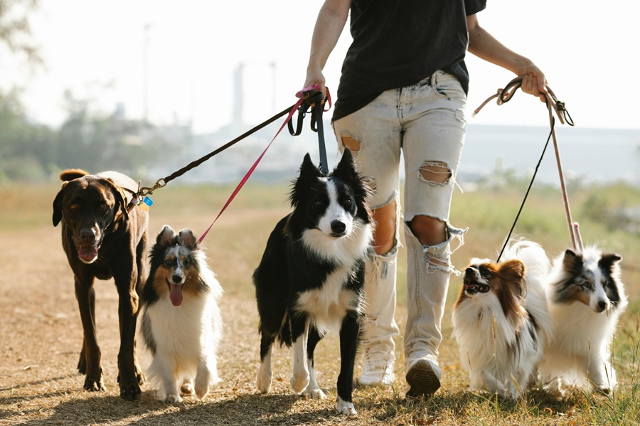 Prohíben pasear perros en sitios públicos como plazas y calles