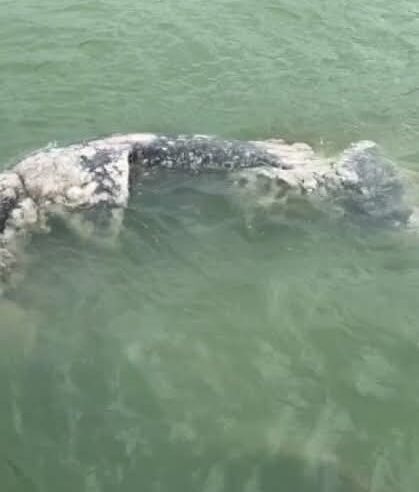 Recala muerto un tiburón ballena en Progreso