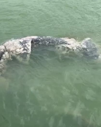 Recala muerto un tiburón ballena en Progreso