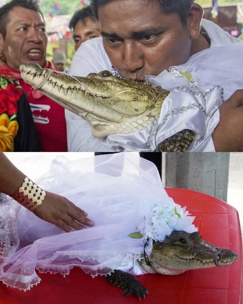 Alcalde se casa con un caimán en ritual ancestral