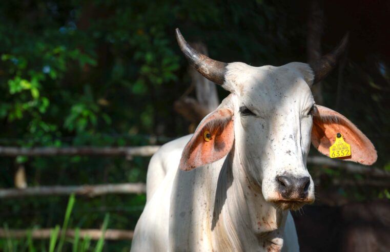 Reportan 19 nuevos casos del gusano barrenador en Yucatán