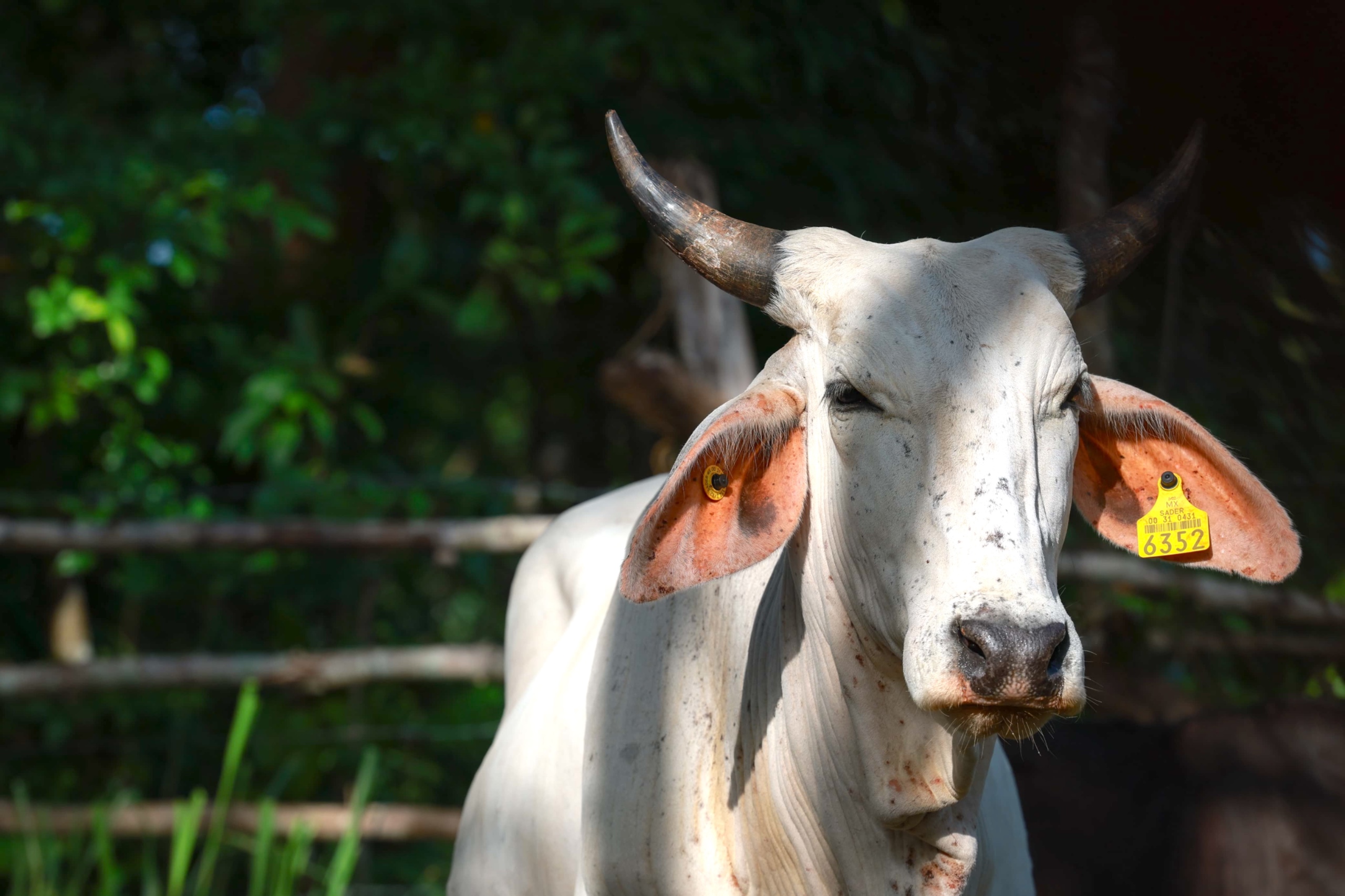 Reportan 19 nuevos casos del gusano barrenador en Yucatán