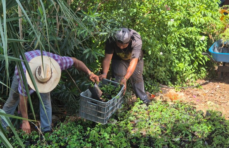 Renacimiento Verde lleva árboles nativos a ranchos ganaderos del sur 