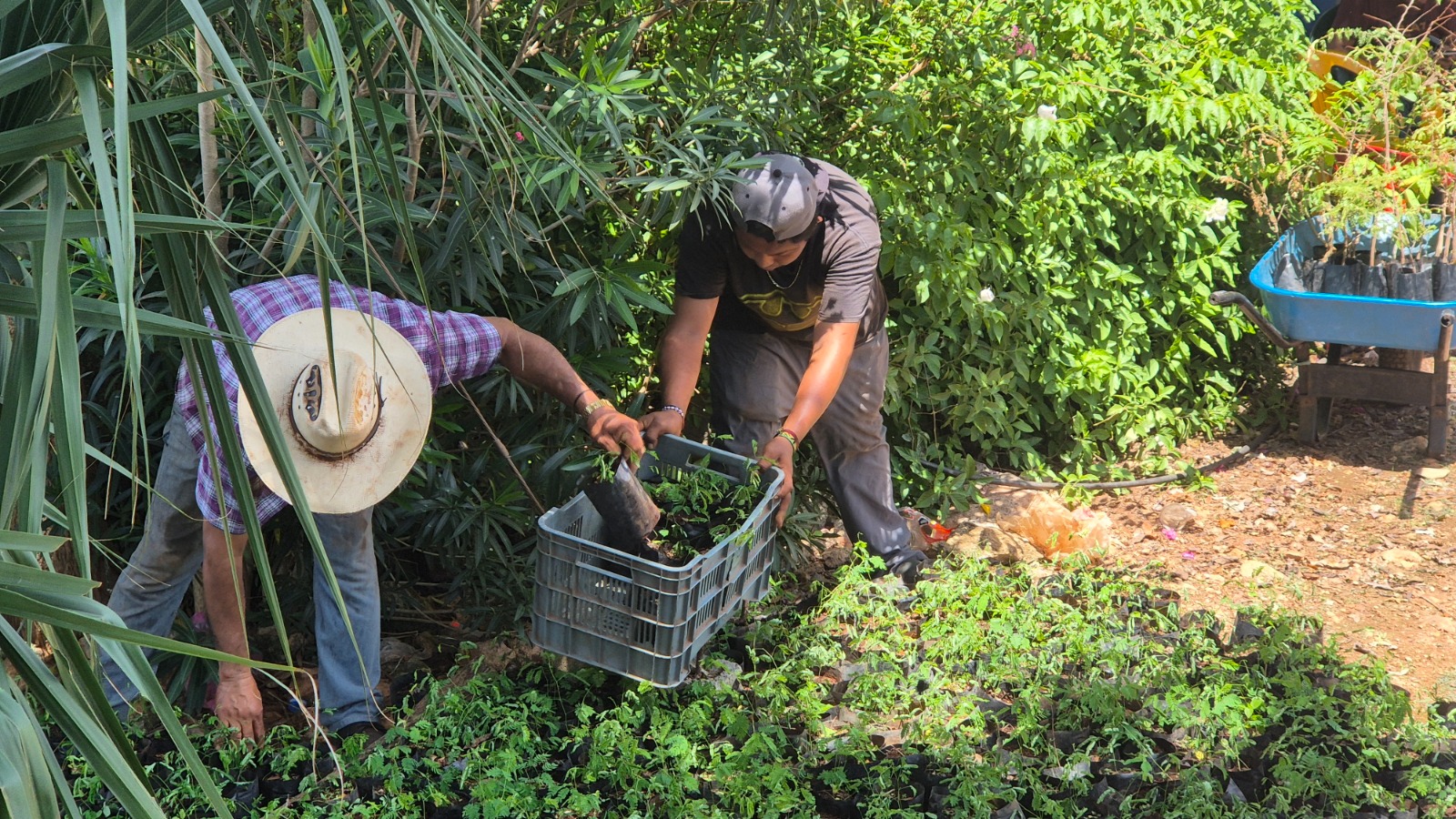 Renacimiento Verde lleva árboles nativos a ranchos ganaderos del sur 