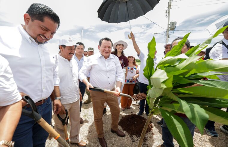 Siembran más de 5 mil árboles en Valladolid con la estrategia Renacimiento Verde