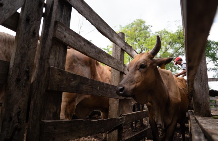 Otros 18 casos de gusano barrenador en Yucatán 