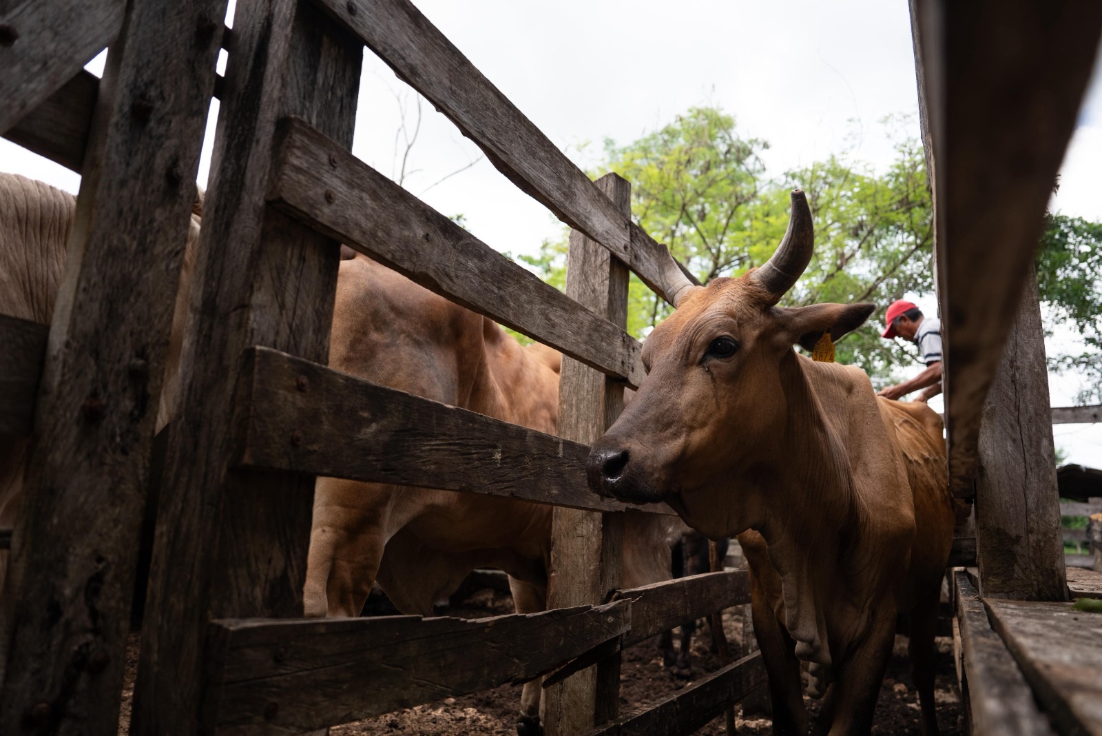 Otros 18 casos de gusano barrenador en Yucatán 