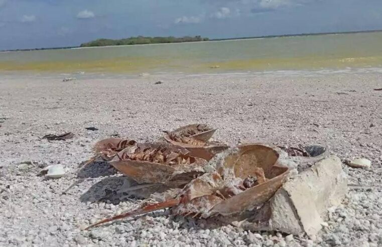 Aparecen más de 100 cacerolitas de mar muertas en la reserva de Río Lagartos