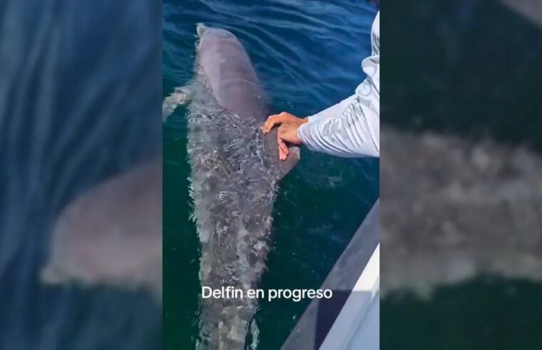 Recala muerto un delfín en Progreso