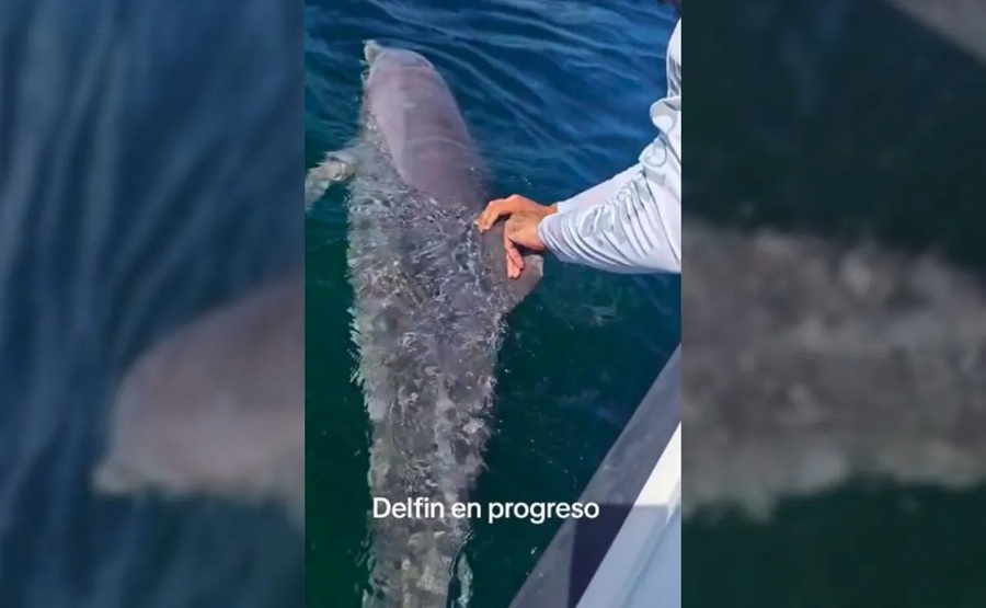 Recala muerto un delfín en Progreso