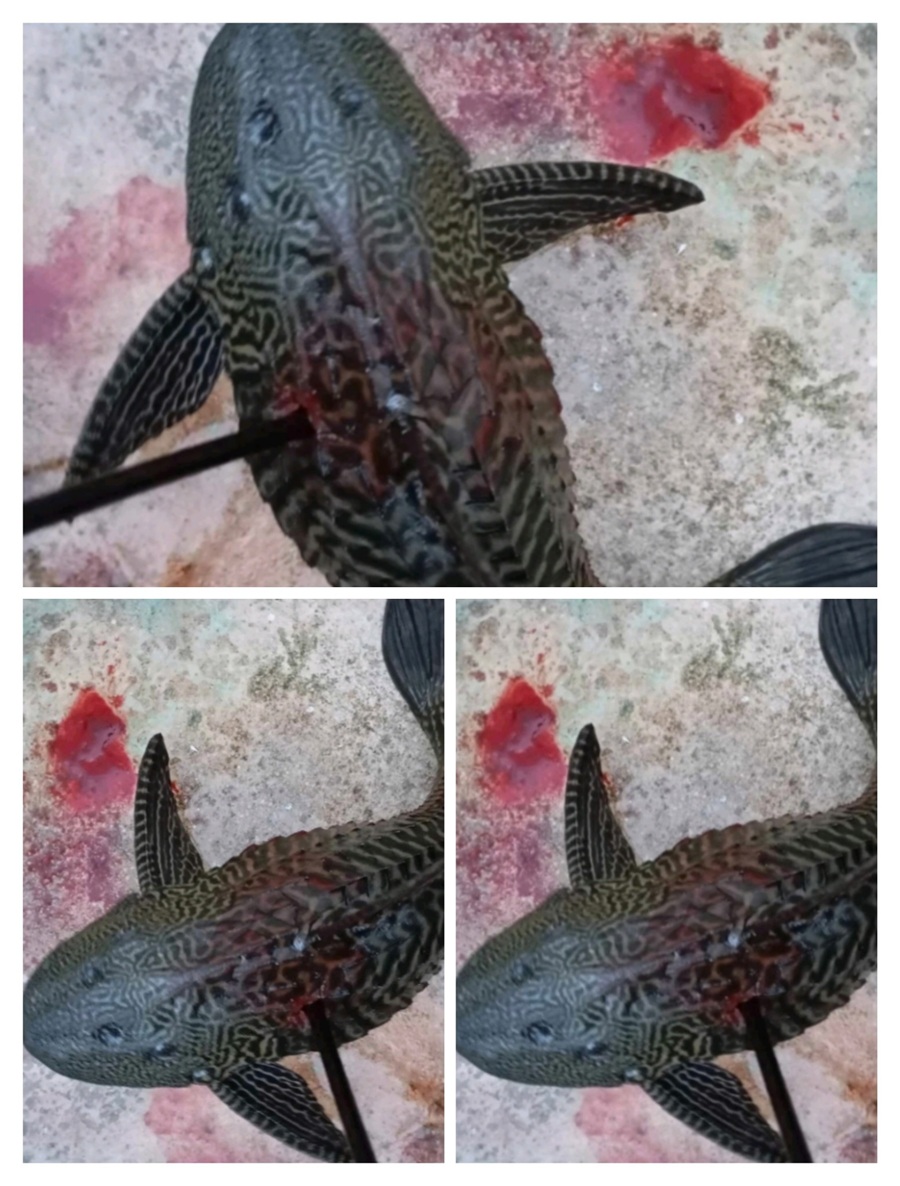 Pez diablo se adueña de la laguna de Bacalar y aguadas aledañas