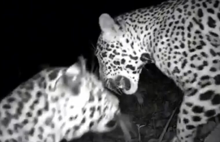 Videocámara capta a dos jaguares cerca de Chichén Itzá
