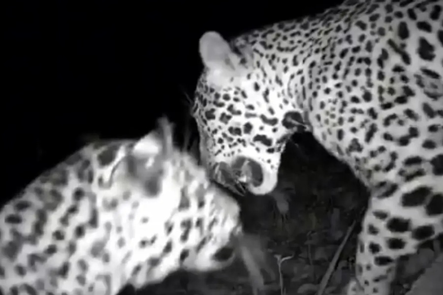 Videocámara capta a dos jaguares cerca de Chichén Itzá