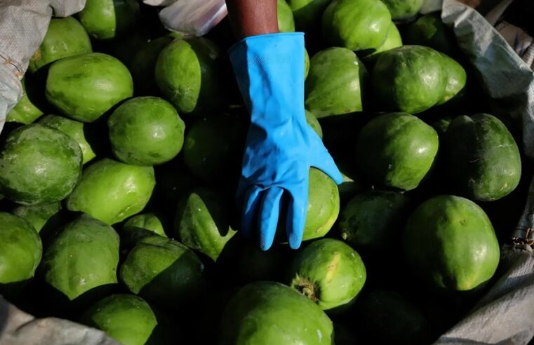 Hallan millonario cargamento de metanfetamina en papaya enviada desde México