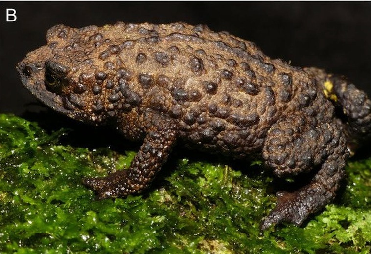 Descubren nueva especie de sapo en Ecuador