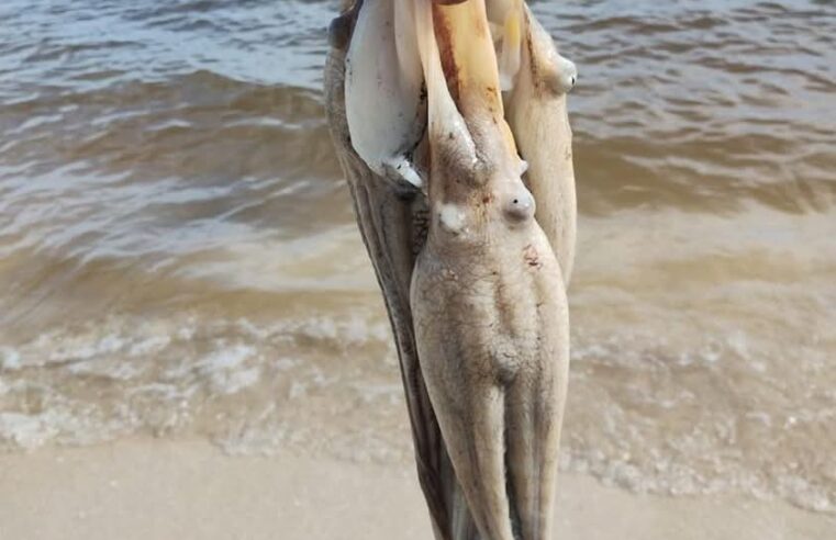 Confirman marea roja en Yucatán a causa de las descargas de aguas residuales