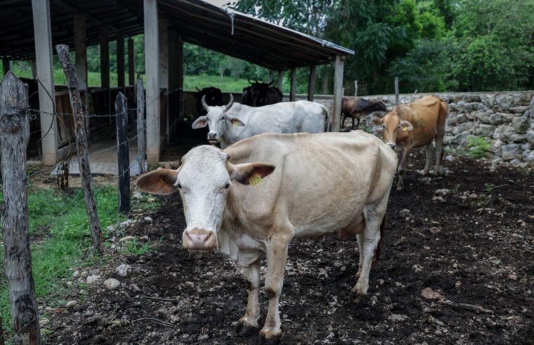 Yucatán reporta 47 nuevos casos de gusano barrenador