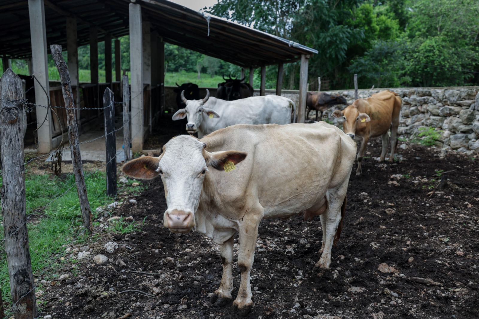 Yucatán reporta 47 nuevos casos de gusano barrenador