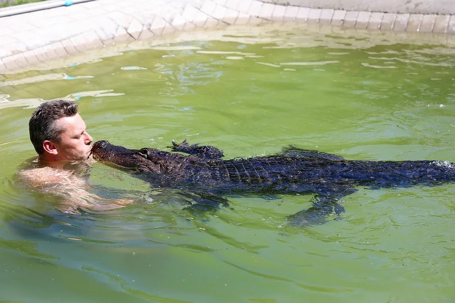 Caimán de dos metros vive en una casa donde lo consienten como a una bebé