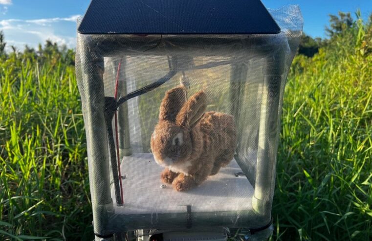 Florida usa conejos robots contra la plaga de pitones birmanas