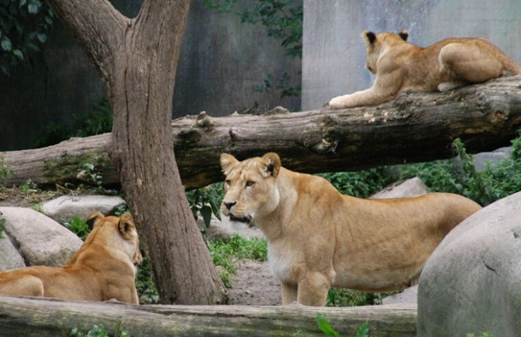 Zoológico pide donaciones de animales para alimentar a sus fieras