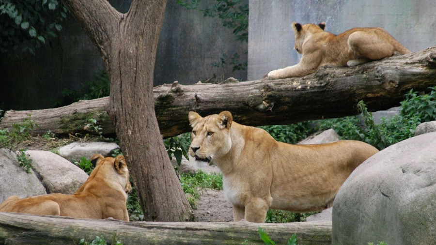 Zoológico pide donaciones de animales para alimentar a sus fieras