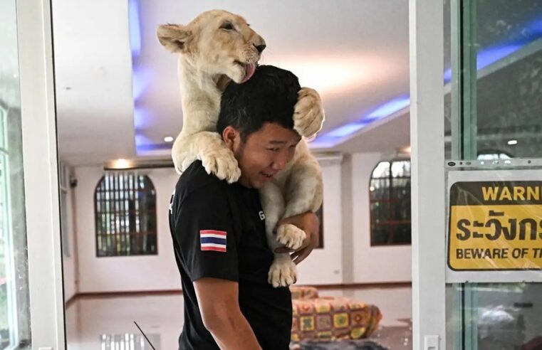 Criar leones en casa como si fueran gatitos es la última moda