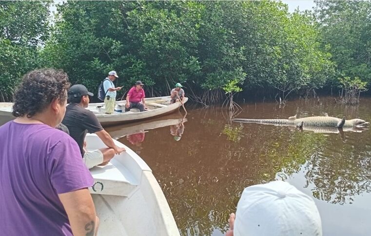 Adiós a “Tío Lucho”: Profepa investiga muerte de cocodrilo emblemático en Oaxaca