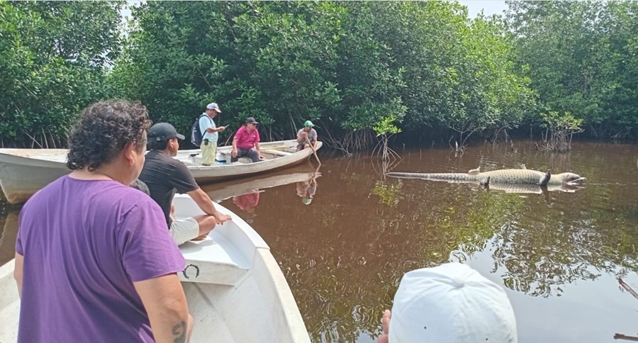 Adiós a “Tío Lucho”: Profepa investiga muerte de cocodrilo emblemático en Oaxaca