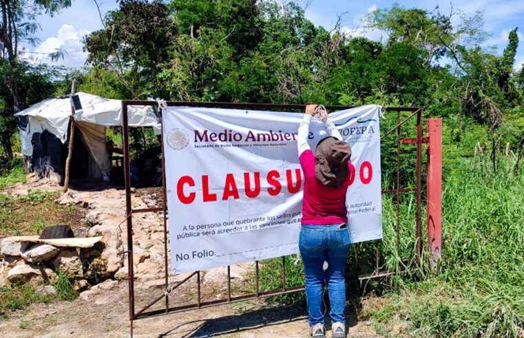 Profepa clausura la granja porcícola Pecuaria Peninsular, en Santa María Chi