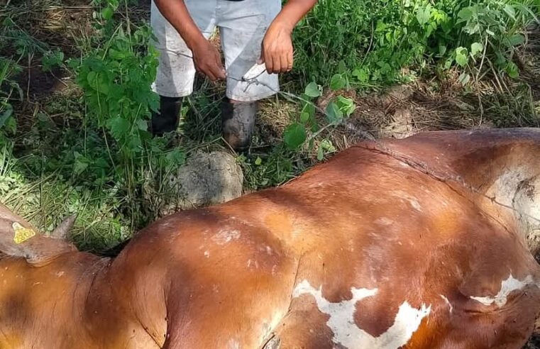 Matan a balazos vacas de un alcalde yucateco