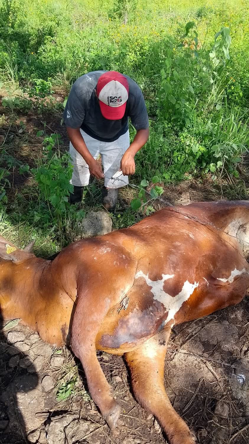 Matan a balazos vacas de un alcalde yucateco