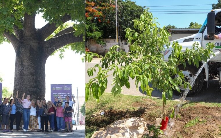 Ya son 100 los árboles protegidos con Valor Cultural y Patrimonial de Mérida: Cecilia Patrón
