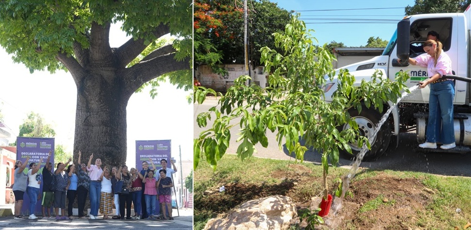 Ya son 100 los árboles protegidos con Valor Cultural y Patrimonial de Mérida: Cecilia Patrón